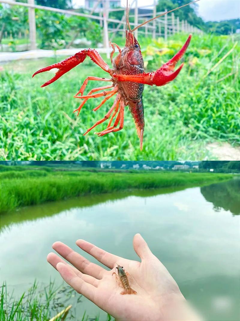 春水初动虾正肥——浩扬基地春日垂钓记